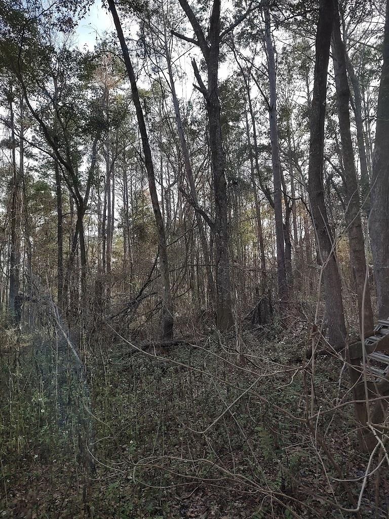 0 Ajax Road Tallahassee, FL 32311 - Photo 1 of 1 Gallery Image 1