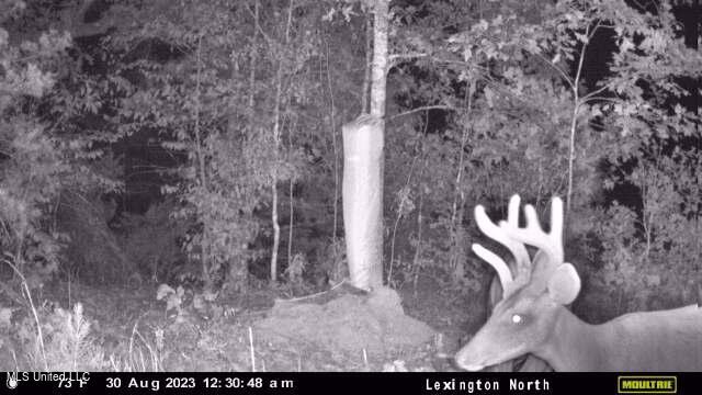 Rathell Road Lexington, MS 39095 - Photo 5 of 27 downloaded638289700148333900_60821802441
