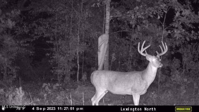 Rathell Road Lexington, MS 39095 - Photo 7 of 27 downloaded638294988359256430