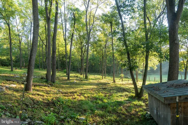 a view of a lake with a large trees