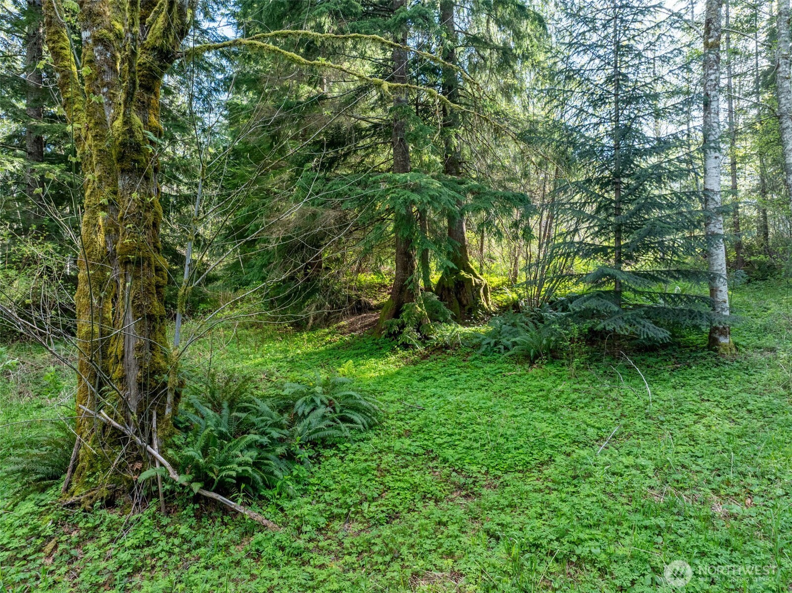 0 Davis Lake Road Morton, WA 98356 - Photo 11 of 25 a backyard of a house with lots of green space