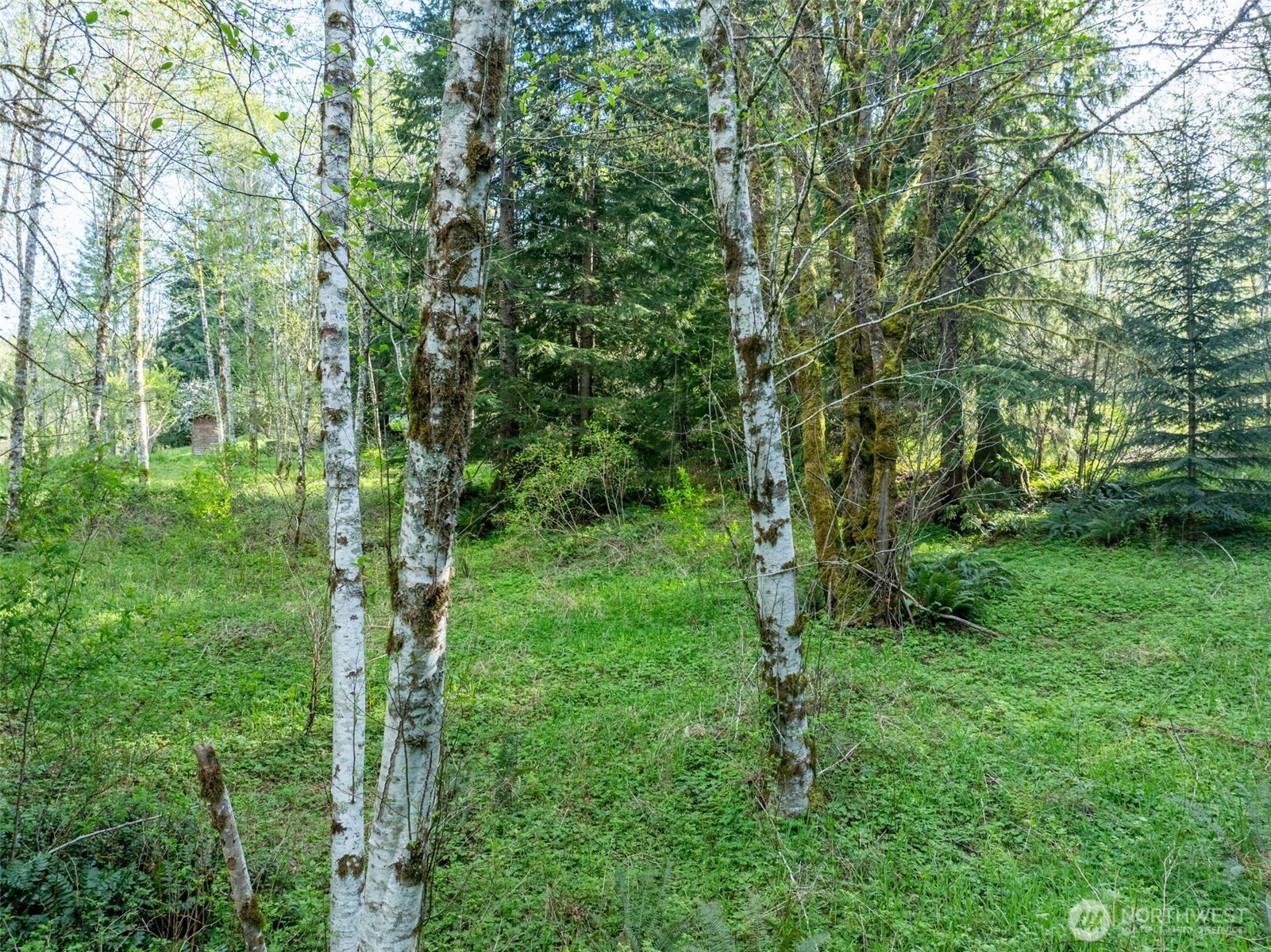 0 Davis Lake Road Morton, WA 98356 - Photo 13 of 25 a view of a lush green forest