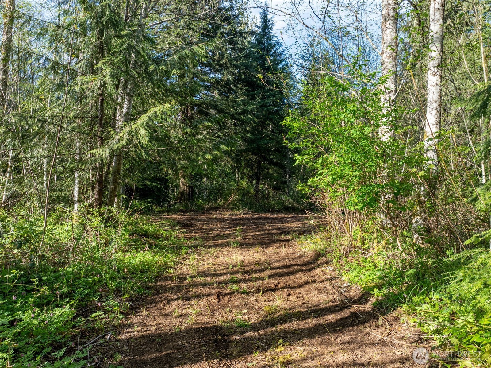 0 Davis Lake Road Morton, WA 98356 - Photo 3 of 25 a view of a yard with lots of green space and trees