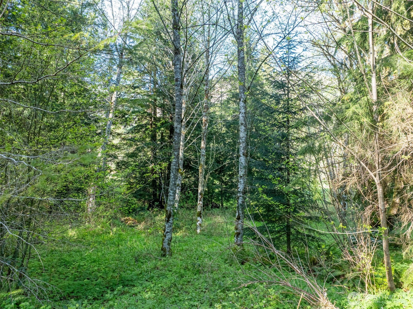 0 Davis Lake Road Morton, WA 98356 - Photo 10 of 25 a view of a lush green forest