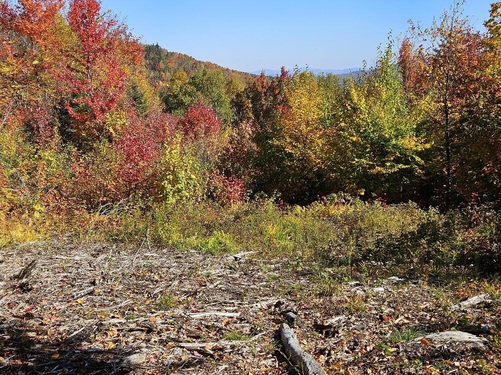 Lot 9 East Moose Alley Road Temple, ME 04984 - Photo 11 of 46