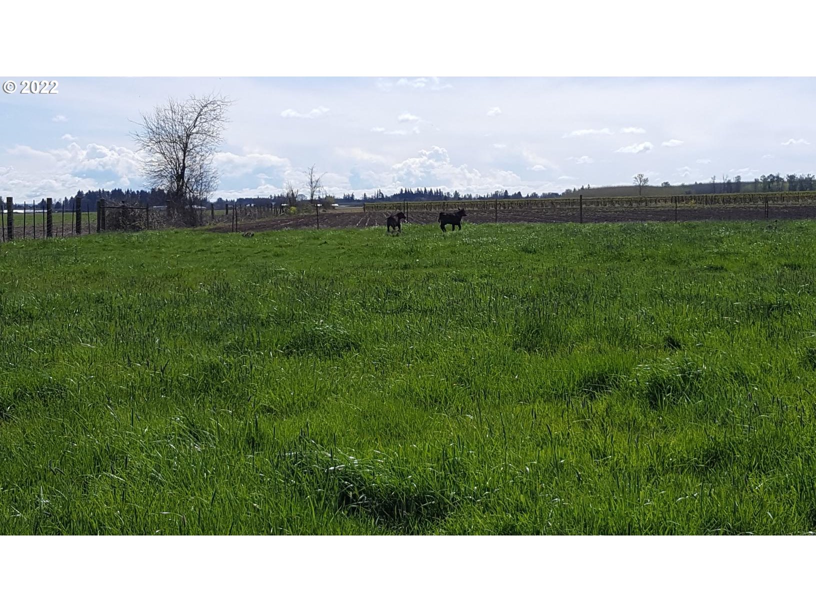 8908 Parr Road Northeast Gervais, OR 97026 - Photo 8 of 17 a open area with grassy field and trees