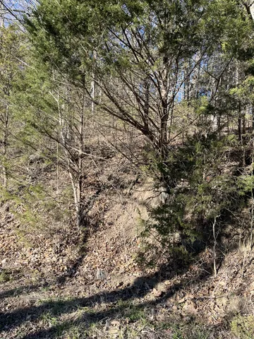 a view of a yard with a tree