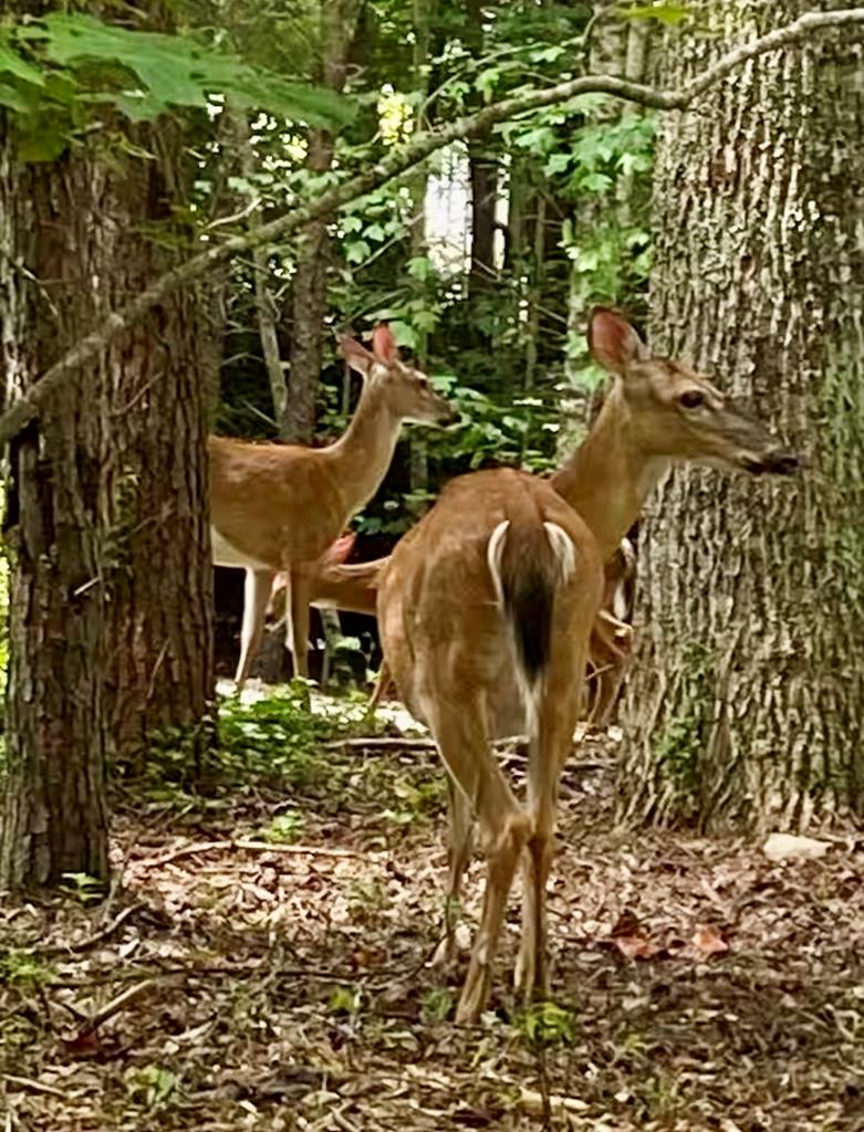 1554 Creek Road Hiawassee, GA 30546 - Photo 19 of 20