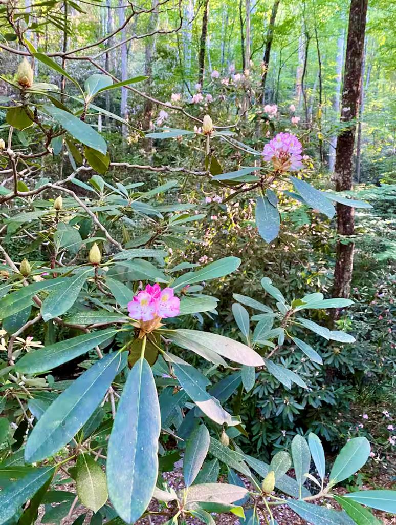 1554 Creek Road Hiawassee, GA 30546 - Photo 20 of 20