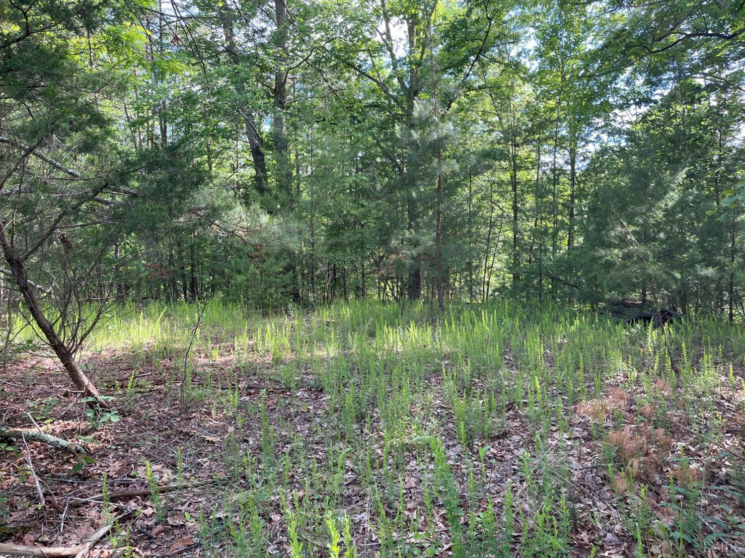 2433 West Perch Road Monroe, VA 24574 - Photo 2 of 2 a view of a lake in a forest