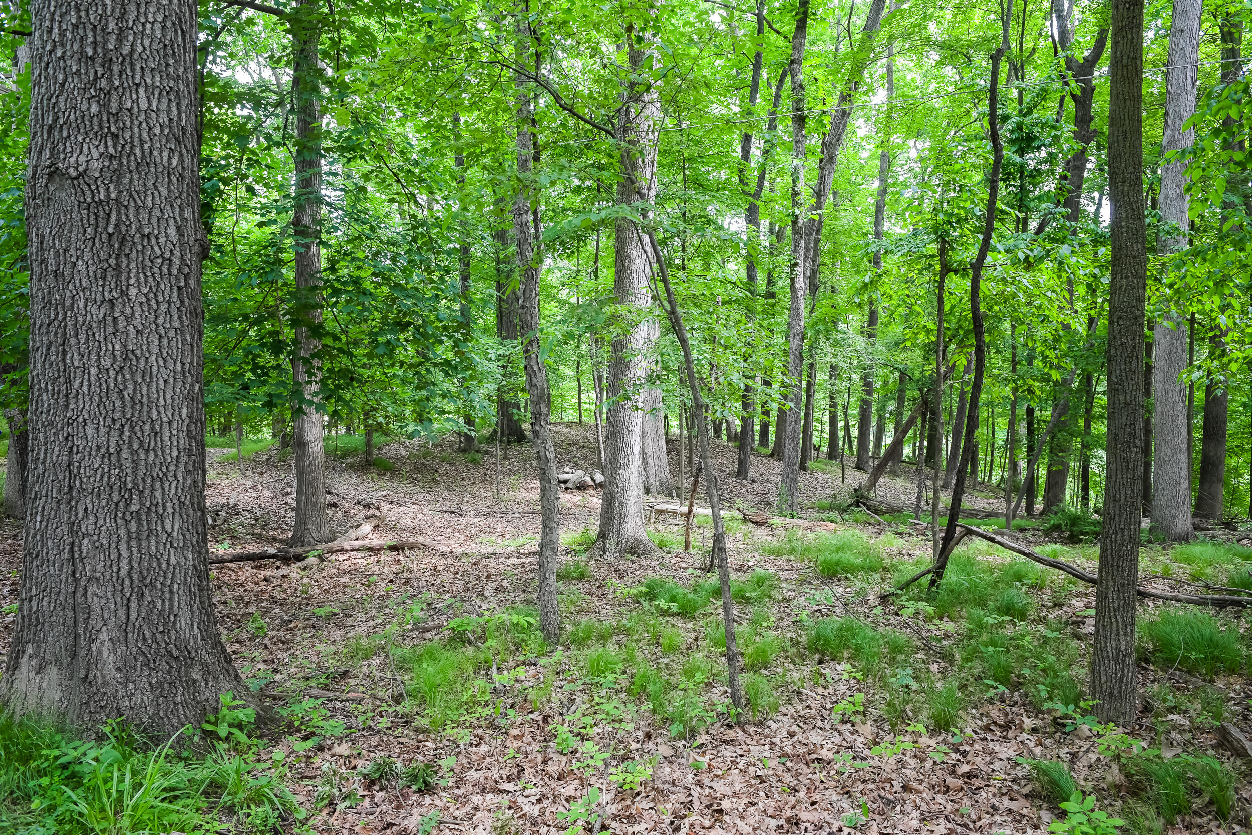 4075 North Delhi Road Ann Arbor, MI 48103 - Photo 40 of 50 Delhi woods 1