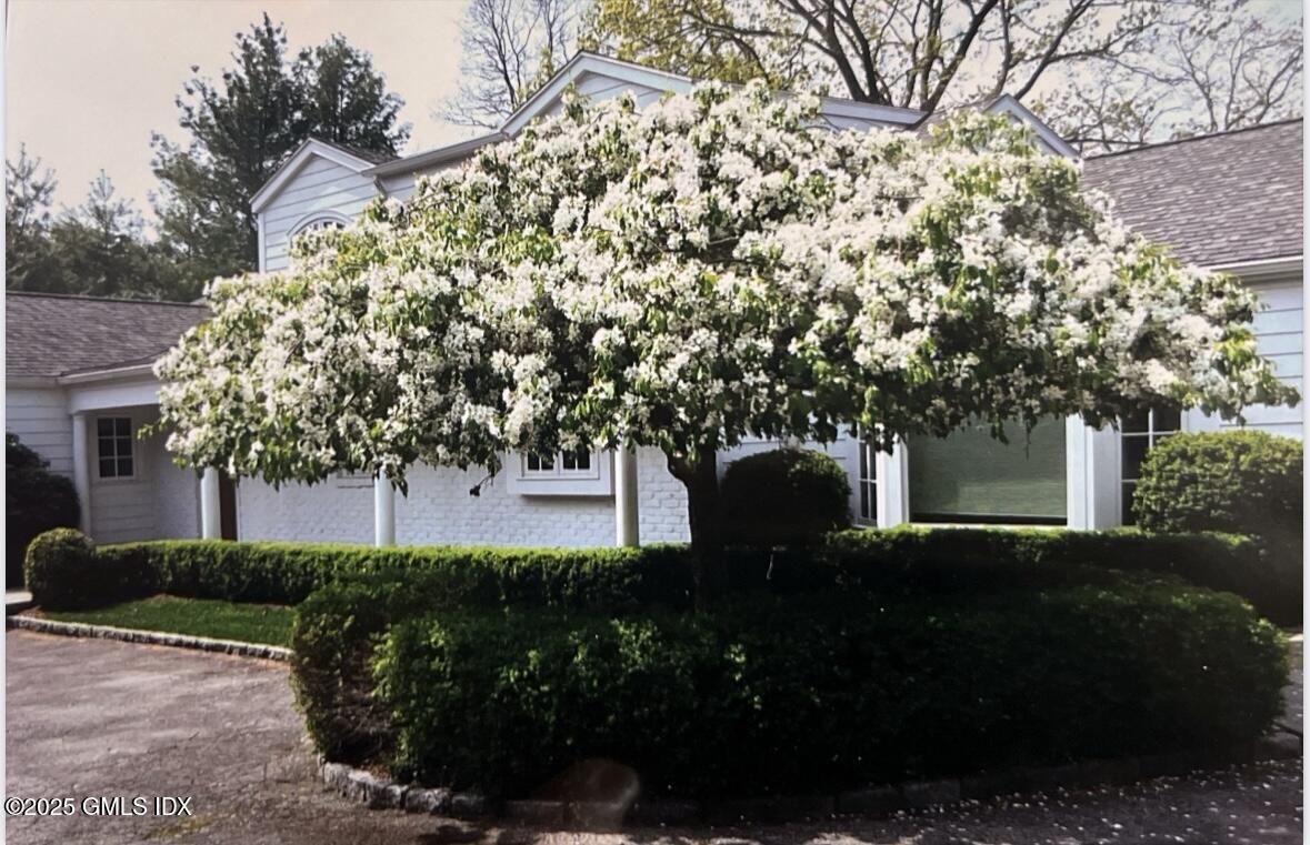 502 Indian Field Road Greenwich, CT 06830 - Photo 34 of 37 Front tree in bloom