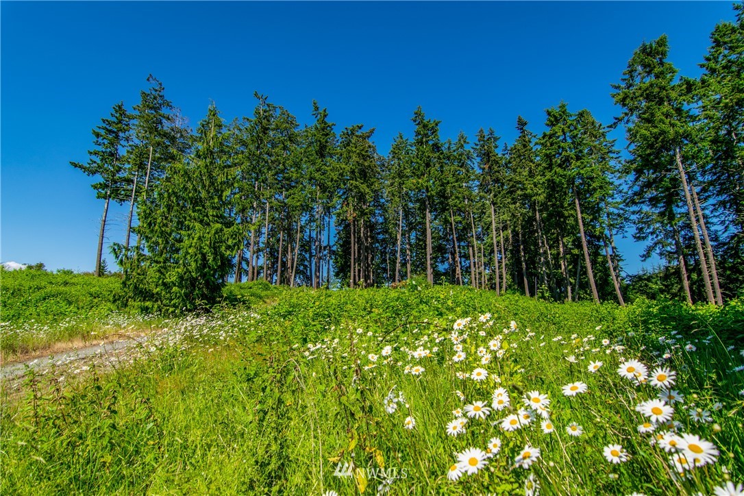 999 Keeler Road Sequim, WA 98382 - Photo 4 of 22 a backyard of a house with lots of green space