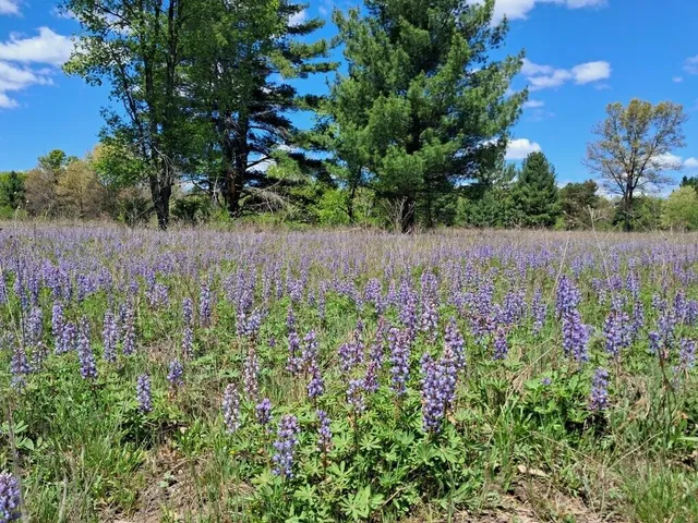 $150,000 | 10.01-ac Barberry Avenue, Newaygo, MI 49337