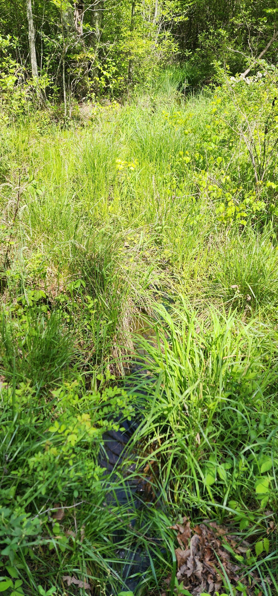 0 Tootley Campbell Road Monteagle, TN 37356 - Photo 11 of 22 a view of a big yard with an outdoor space