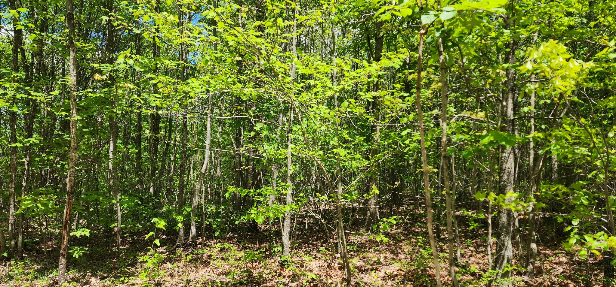 0 Tootley Campbell Road Monteagle, TN 37356 - Photo 12 of 22 a view of a garden