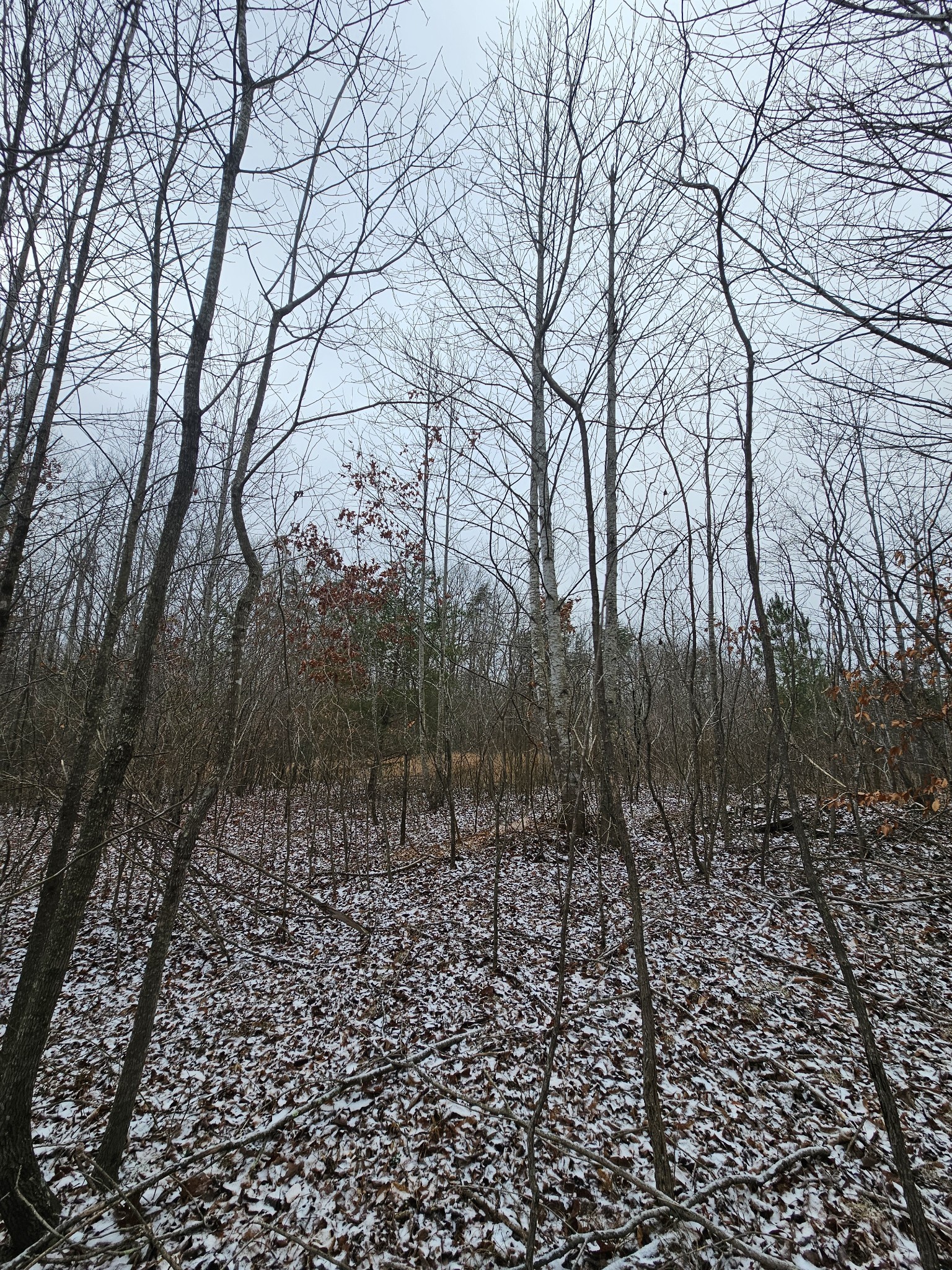 0 Tootley Campbell Road Monteagle, TN 37356 - Photo 12 of 20 a view of a yard