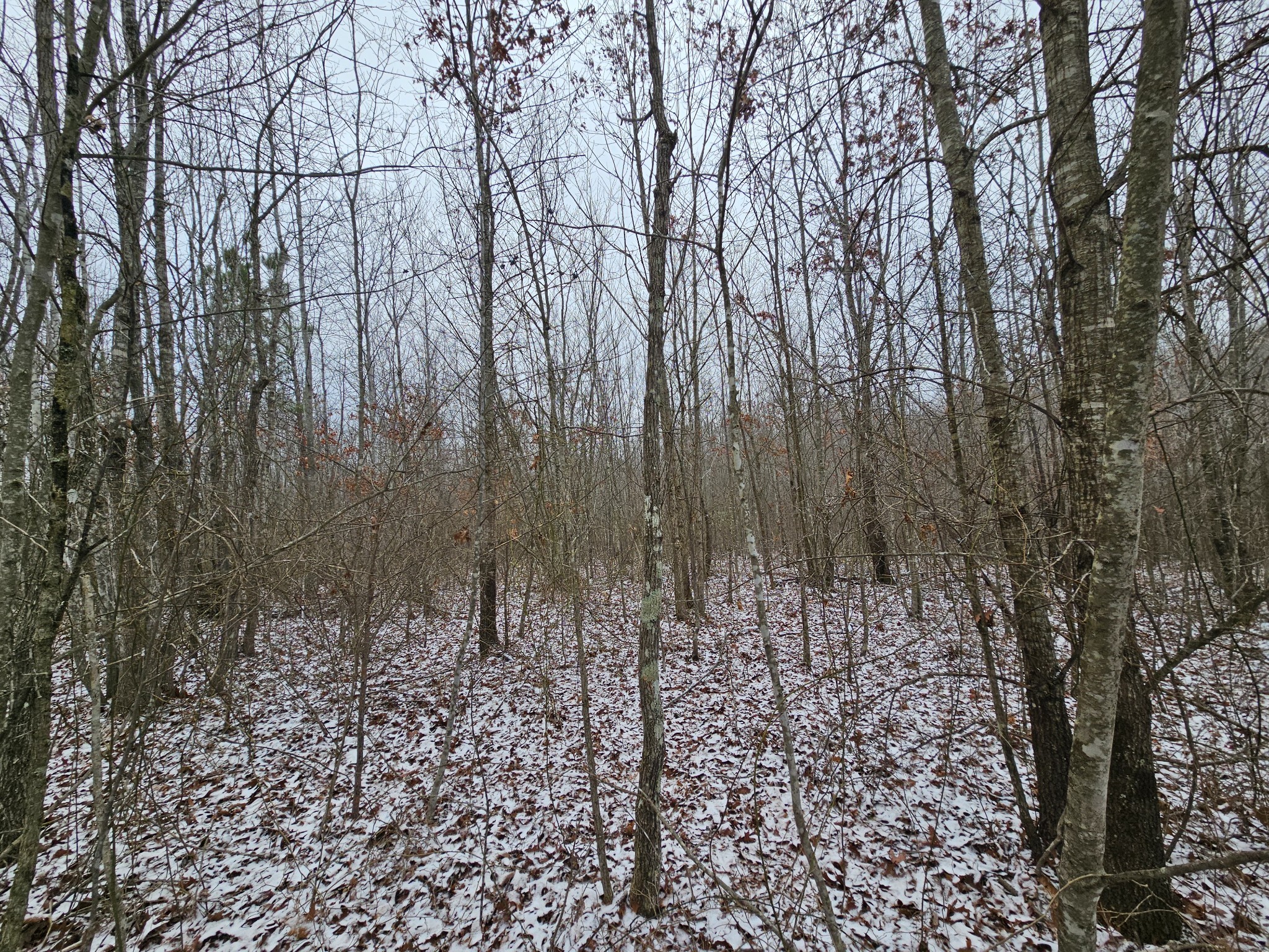 0 Tootley Campbell Road Monteagle, TN 37356 - Photo 13 of 20 a view of a yard with lots of green space