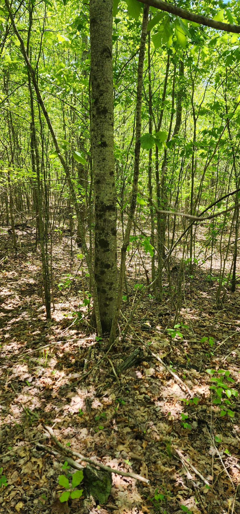 0 Tootley Campbell Road Monteagle, TN 37356 - Photo 14 of 22