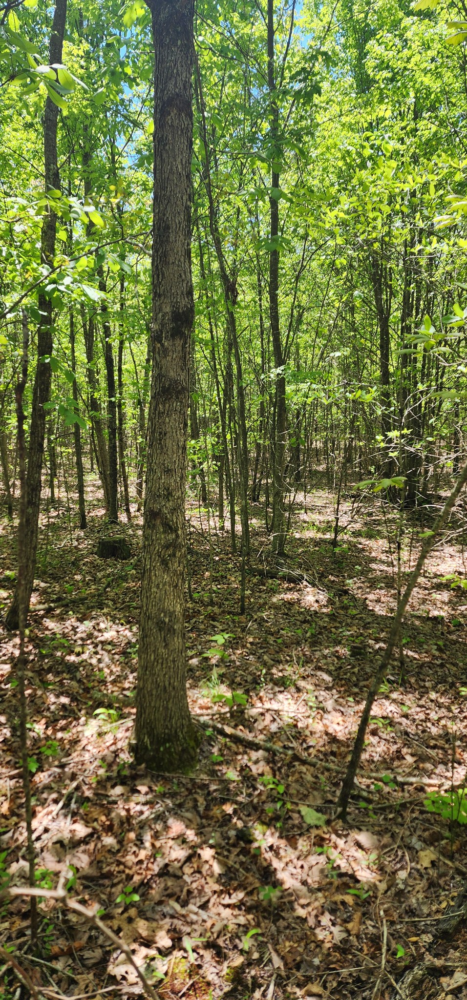 0 Tootley Campbell Road Monteagle, TN 37356 - Photo 15 of 22 a view of yard