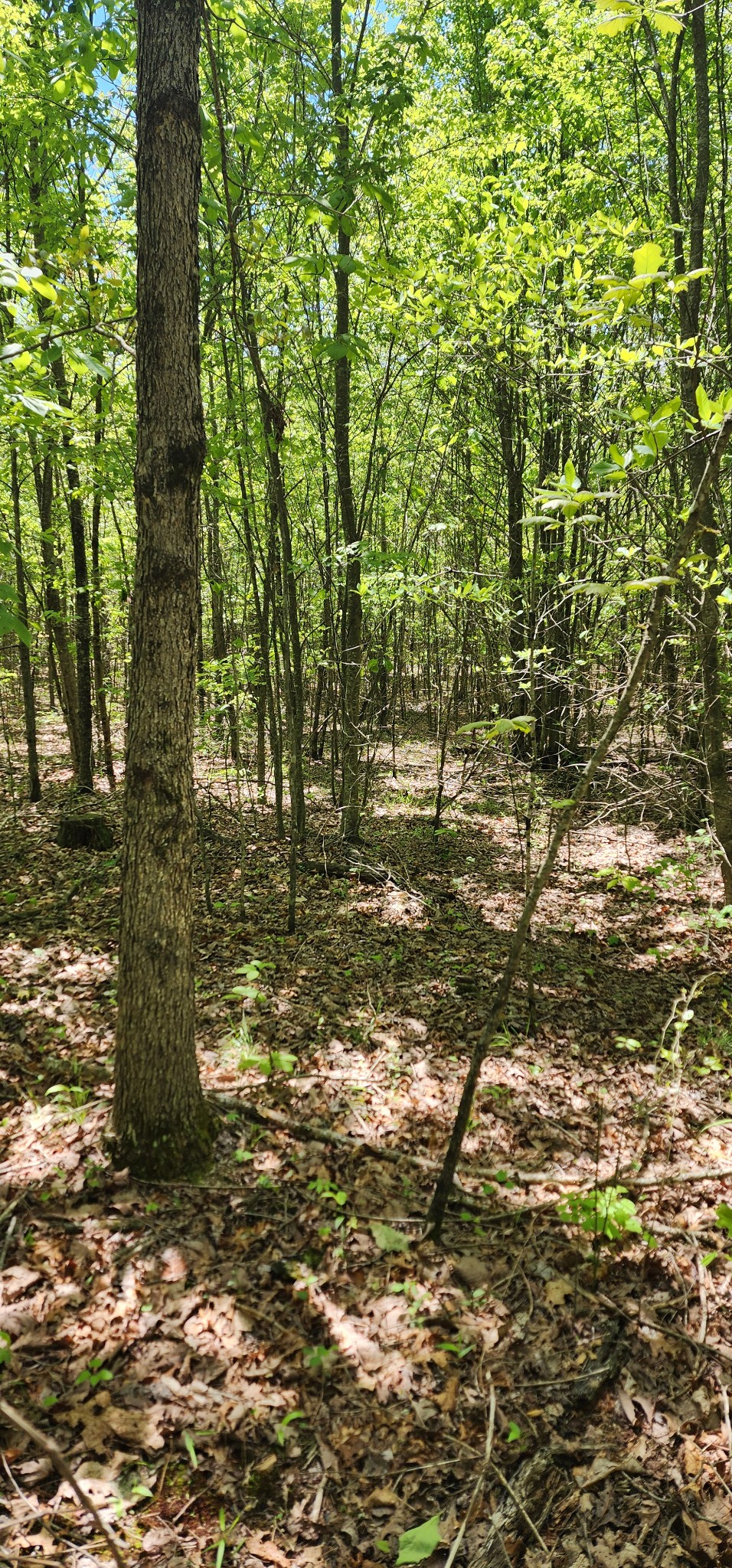 0 Tootley Campbell Road Monteagle, TN 37356 - Photo 16 of 22 a view of lake view