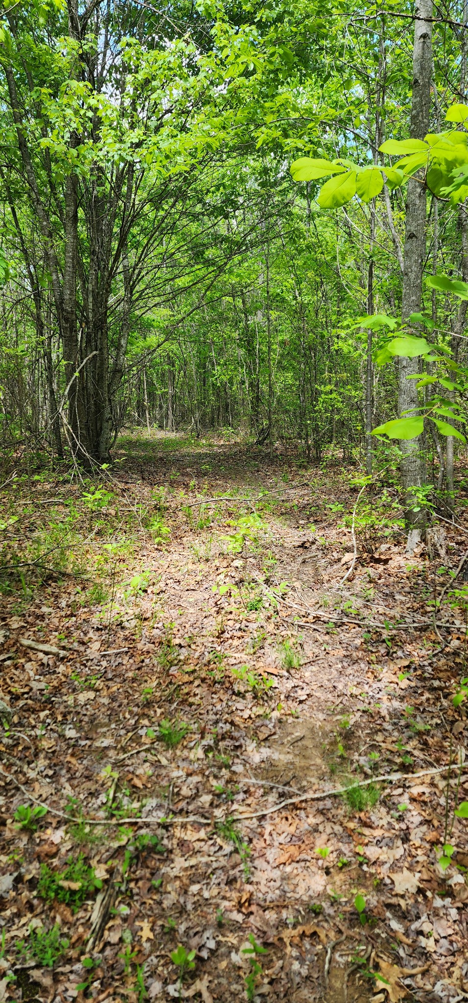 0 Tootley Campbell Road Monteagle, TN 37356 - Photo 17 of 22 a view of a yard with trees