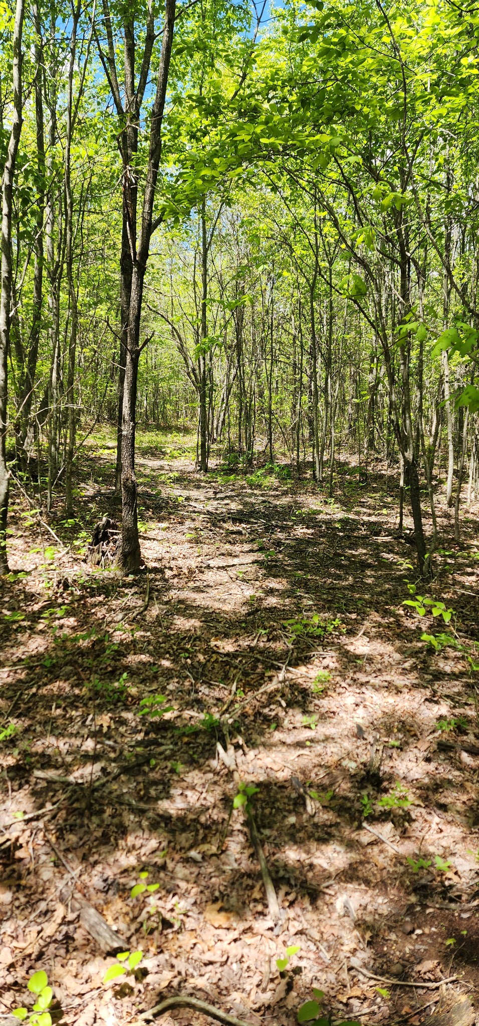 0 Tootley Campbell Road Monteagle, TN 37356 - Photo 19 of 22 a view of a field with trees in the background