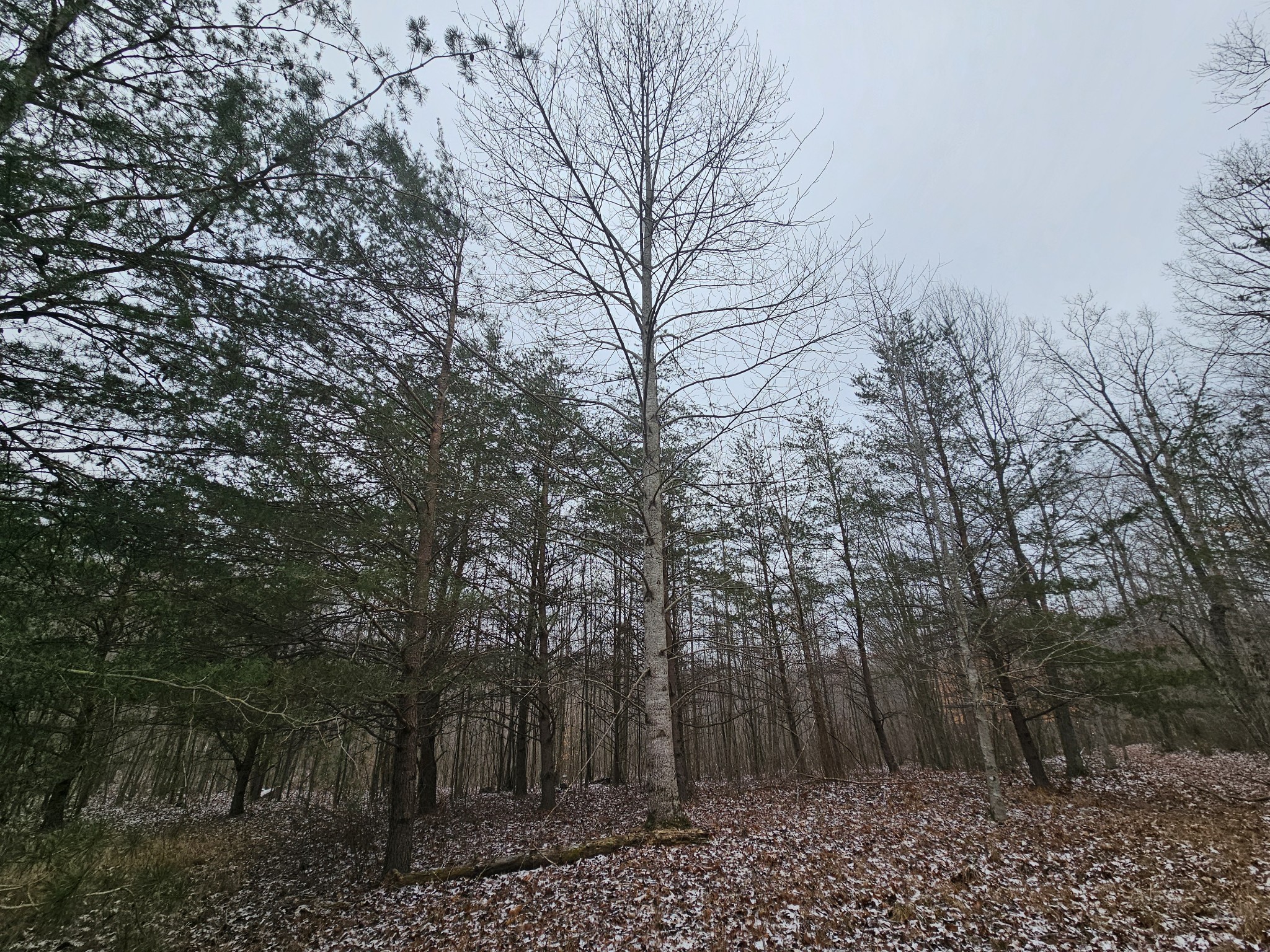 0 Tootley Campbell Road Monteagle, TN 37356 - Photo 19 of 20 a view of a forest with trees in the background