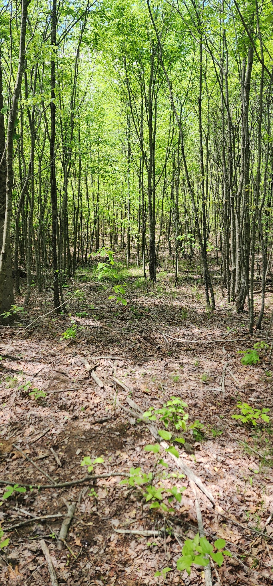 0 Tootley Campbell Road Monteagle, TN 37356 - Photo 20 of 22 a view of outdoor space with trees