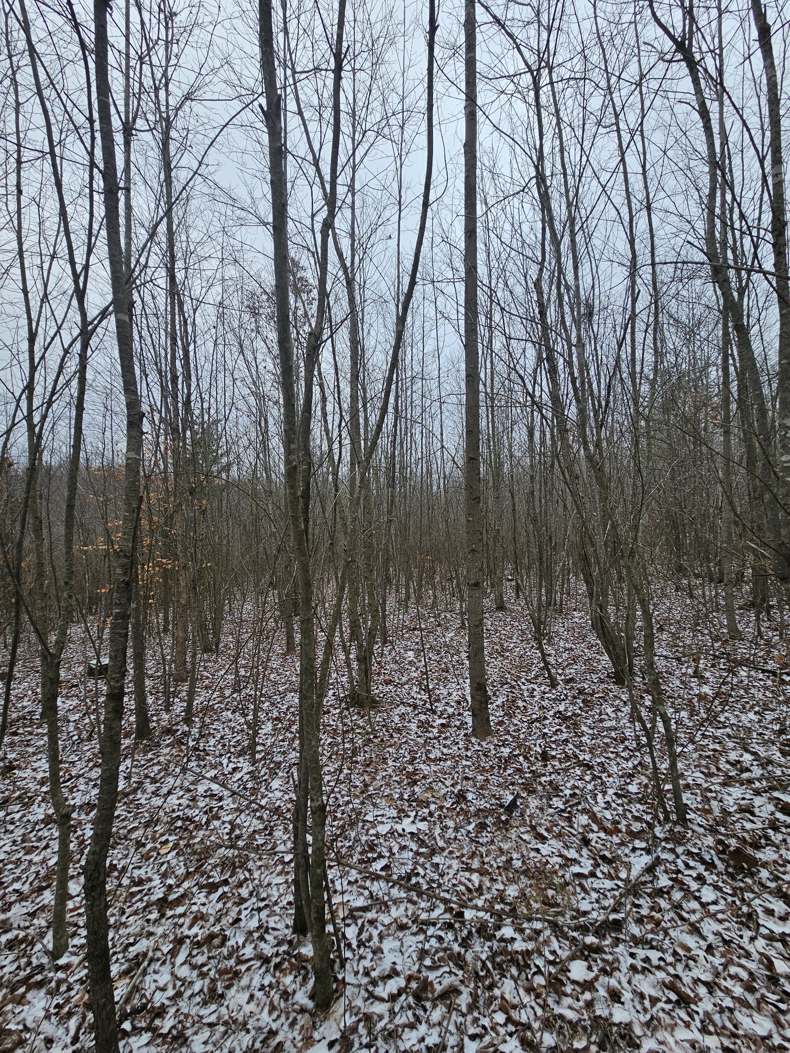 0 Tootley Campbell Road Monteagle, TN 37356 - Photo 20 of 20 a view of a yard with lots of trees