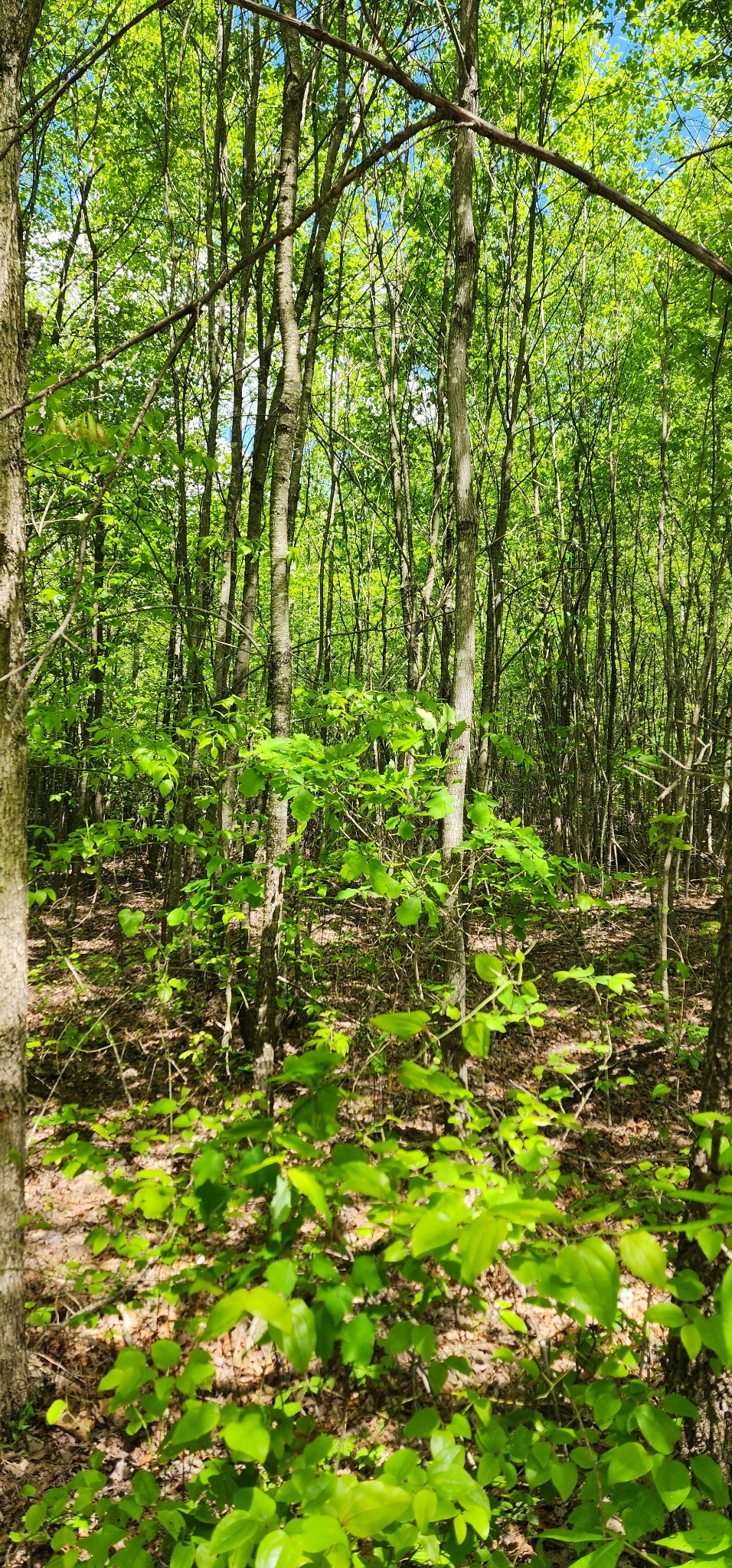 0 Tootley Campbell Road Monteagle, TN 37356 - Photo 2 of 22 a backyard of a house with lots of green space