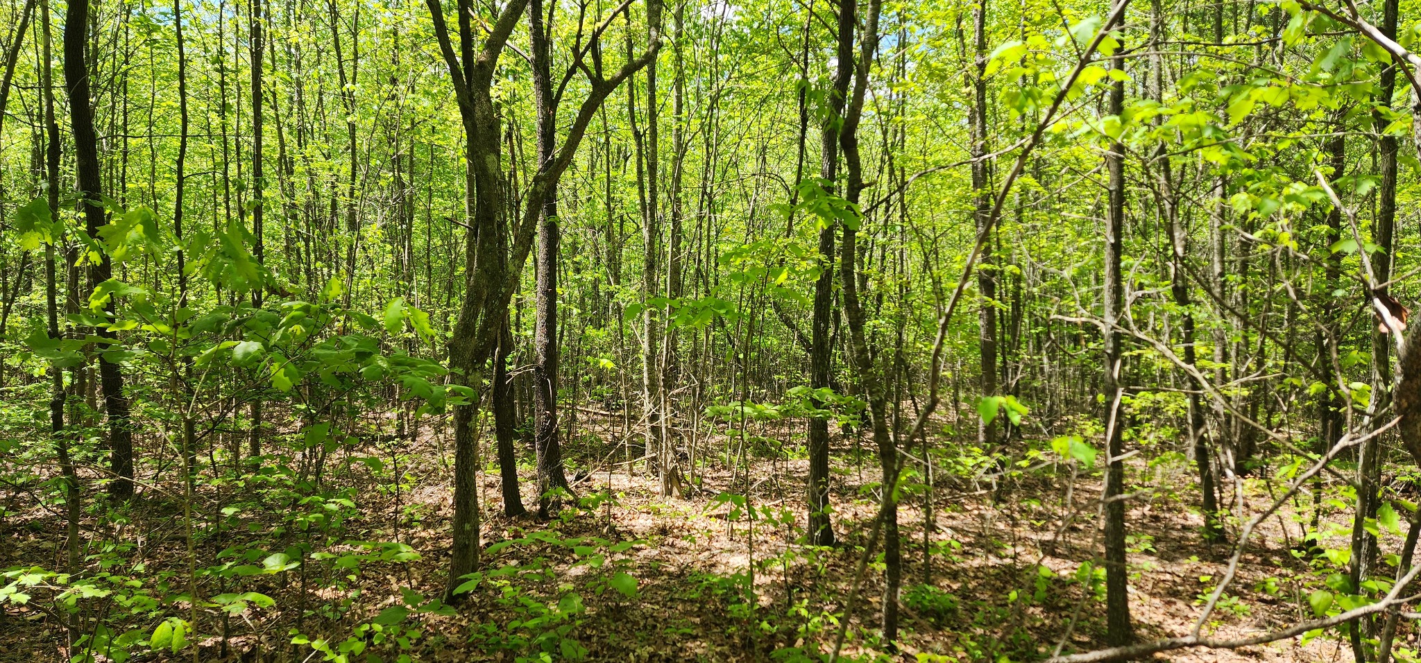 0 Tootley Campbell Road Monteagle, TN 37356 - Photo 21 of 22