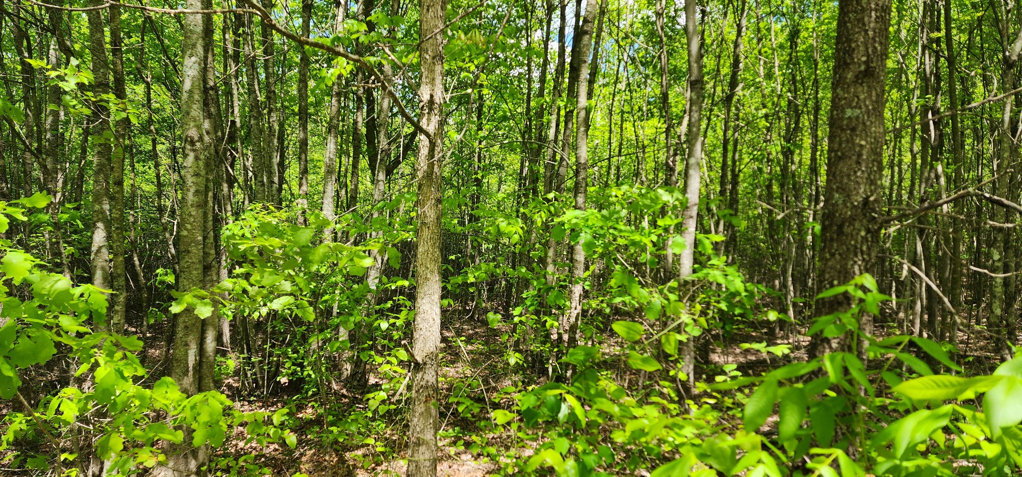 0 Tootley Campbell Road Monteagle, TN 37356 - Photo 3 of 22 a view of a lush green plant