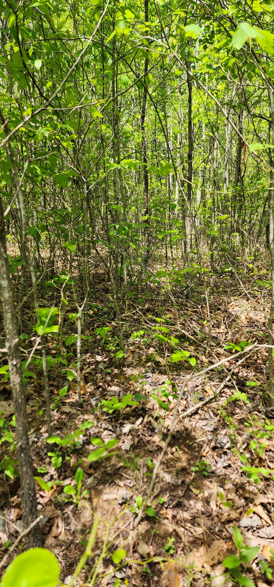 0 Tootley Campbell Road Monteagle, TN 37356 - Photo 7 of 22 a view of a yard