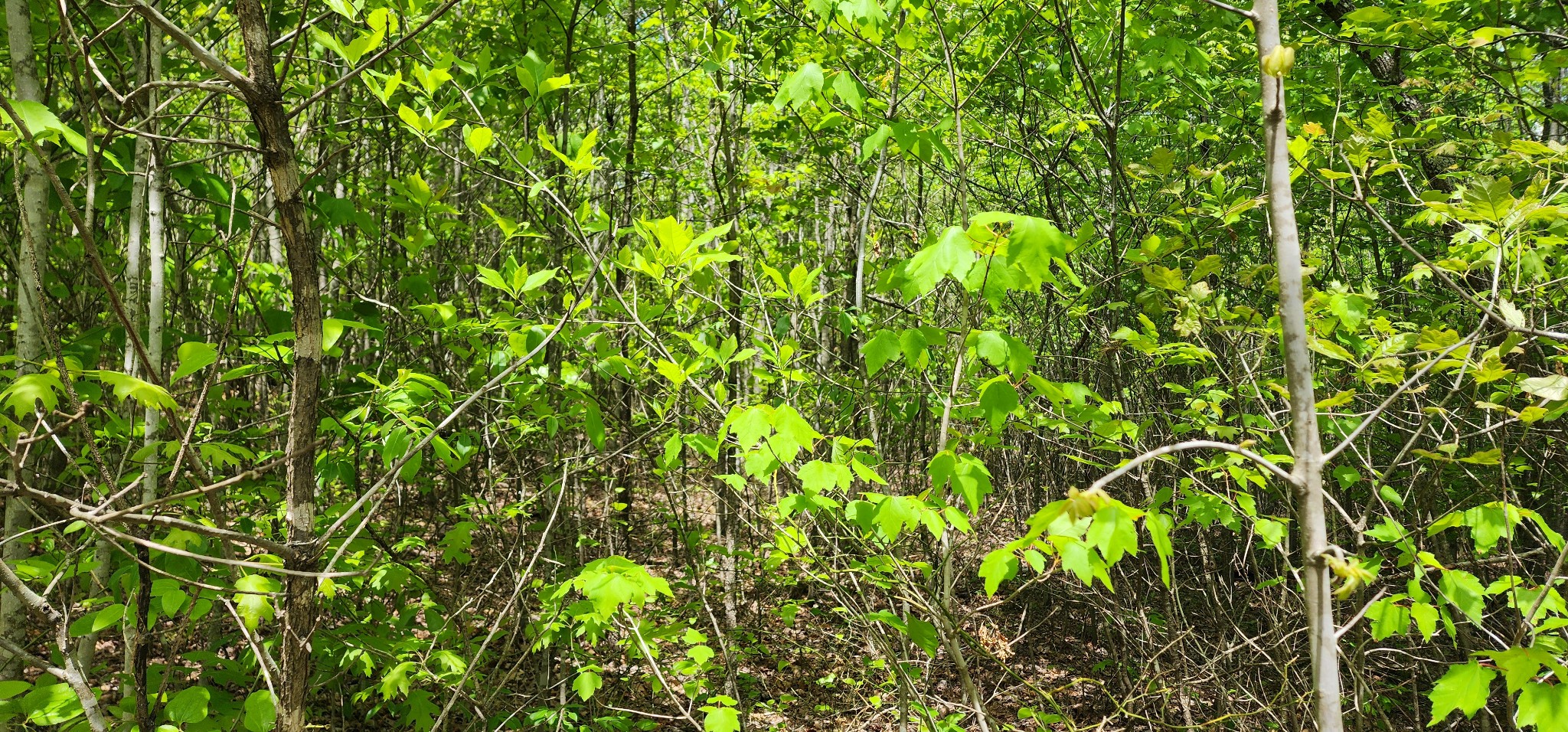0 Tootley Campbell Road Monteagle, TN 37356 - Photo 8 of 22 a view of a plant