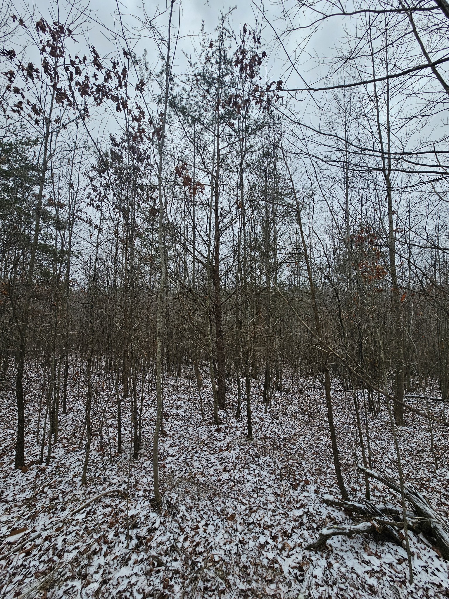 0 Tootley Campbell Road Monteagle, TN 37356 - Photo 9 of 20 a view of a forest with trees