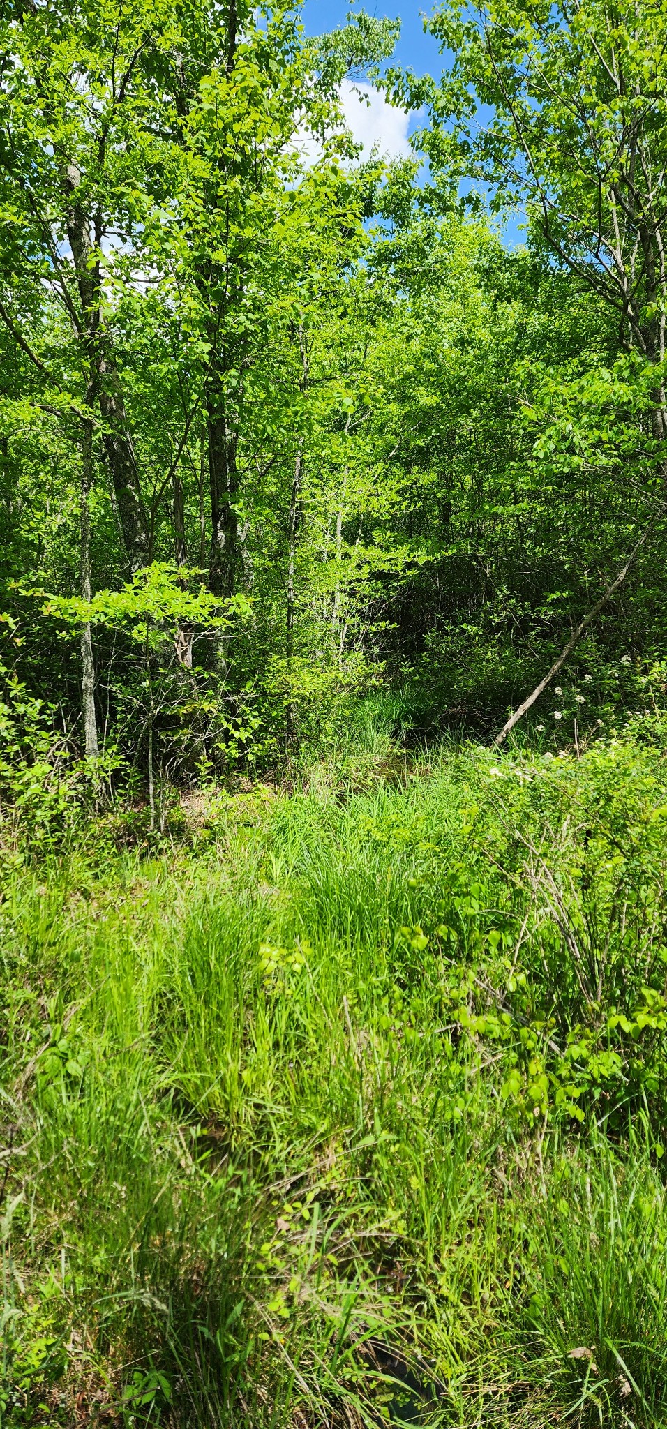 0 Tootley Campbell Road Monteagle, TN 37356 - Photo 10 of 22 a backyard of a house with lots of green space and a fountain
