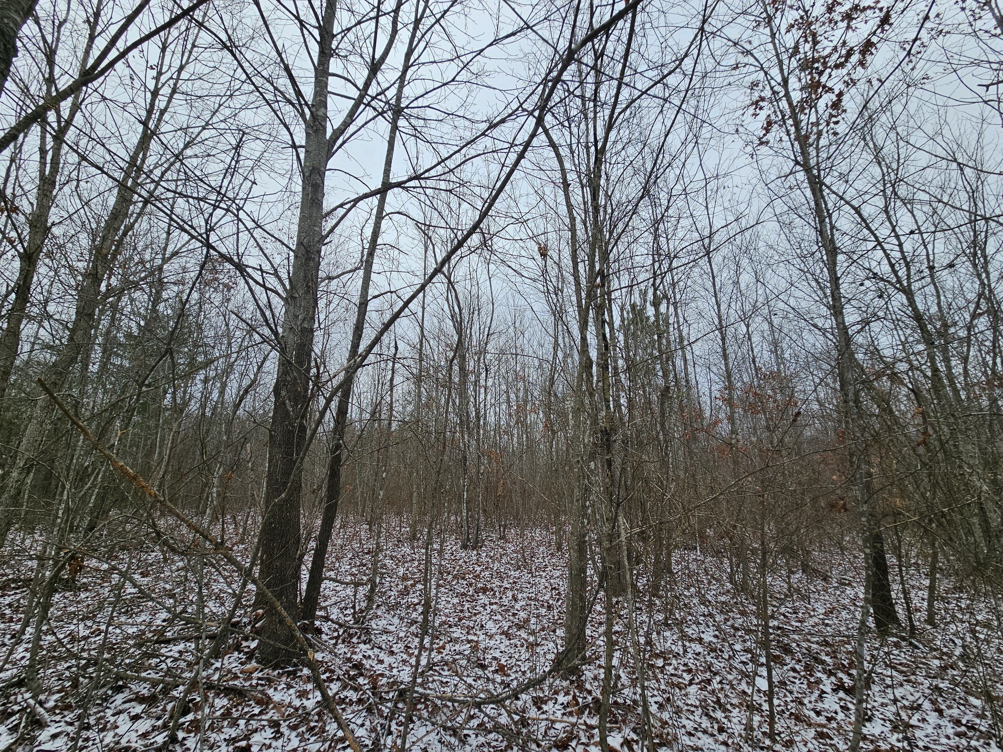 0 Tootley Campbell Road Monteagle, TN 37356 - Photo 10 of 20 a view of a yard with large trees