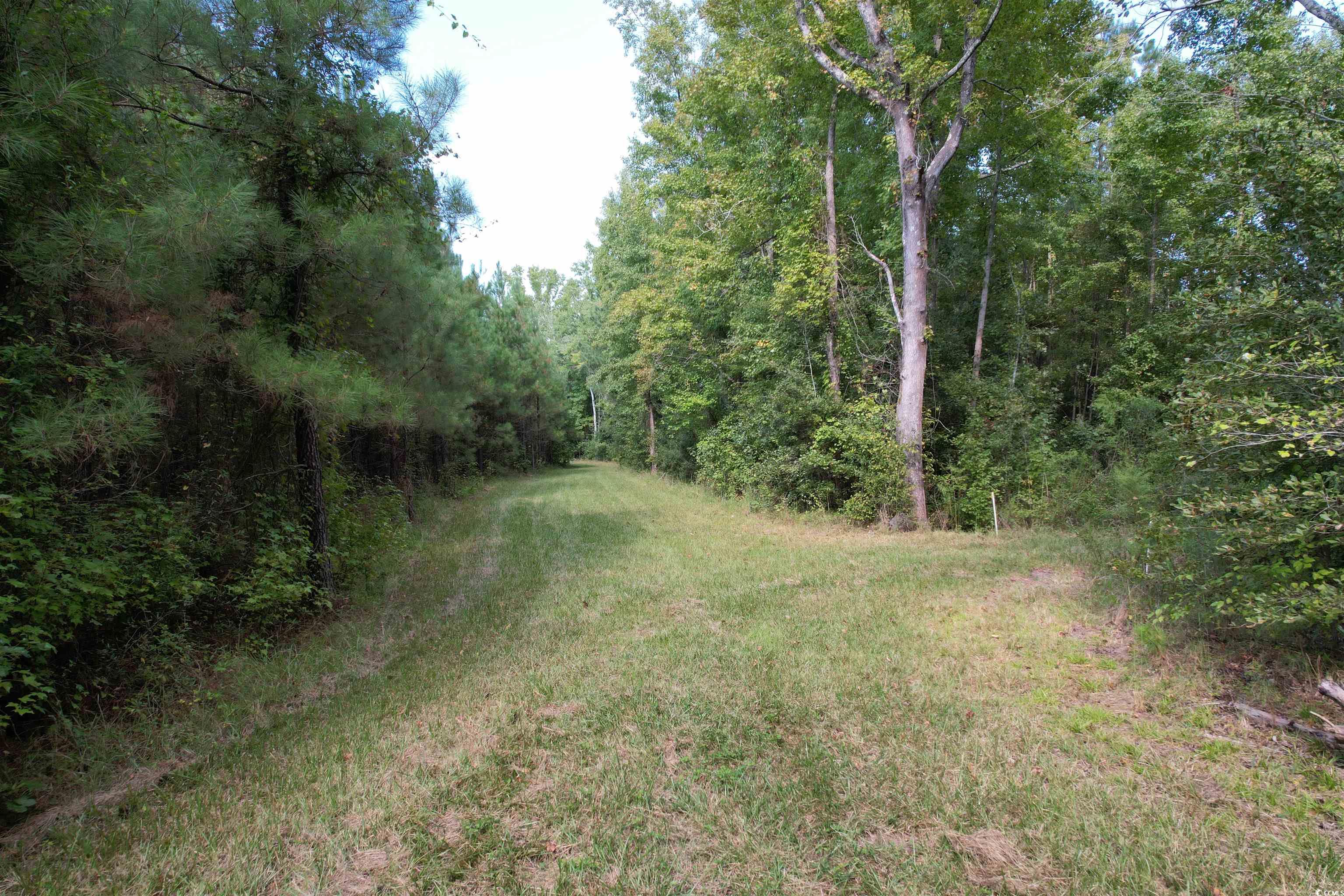 Tbd Coleman Road Greeleyville, SC 29056 - Photo 11 of 35 Gallery Image 11