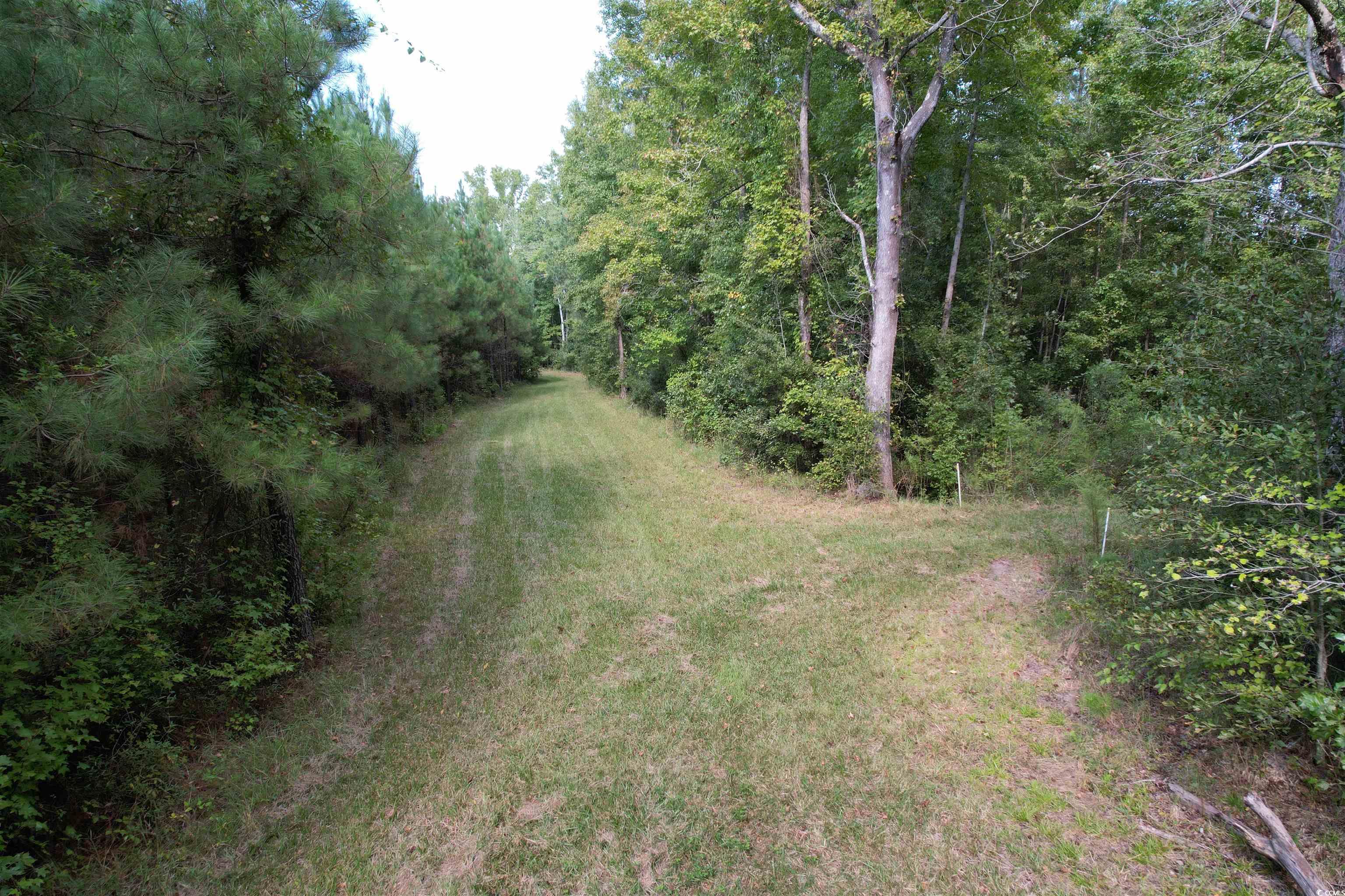 Tbd Coleman Road Greeleyville, SC 29056 - Photo 12 of 35 Gallery Image 12