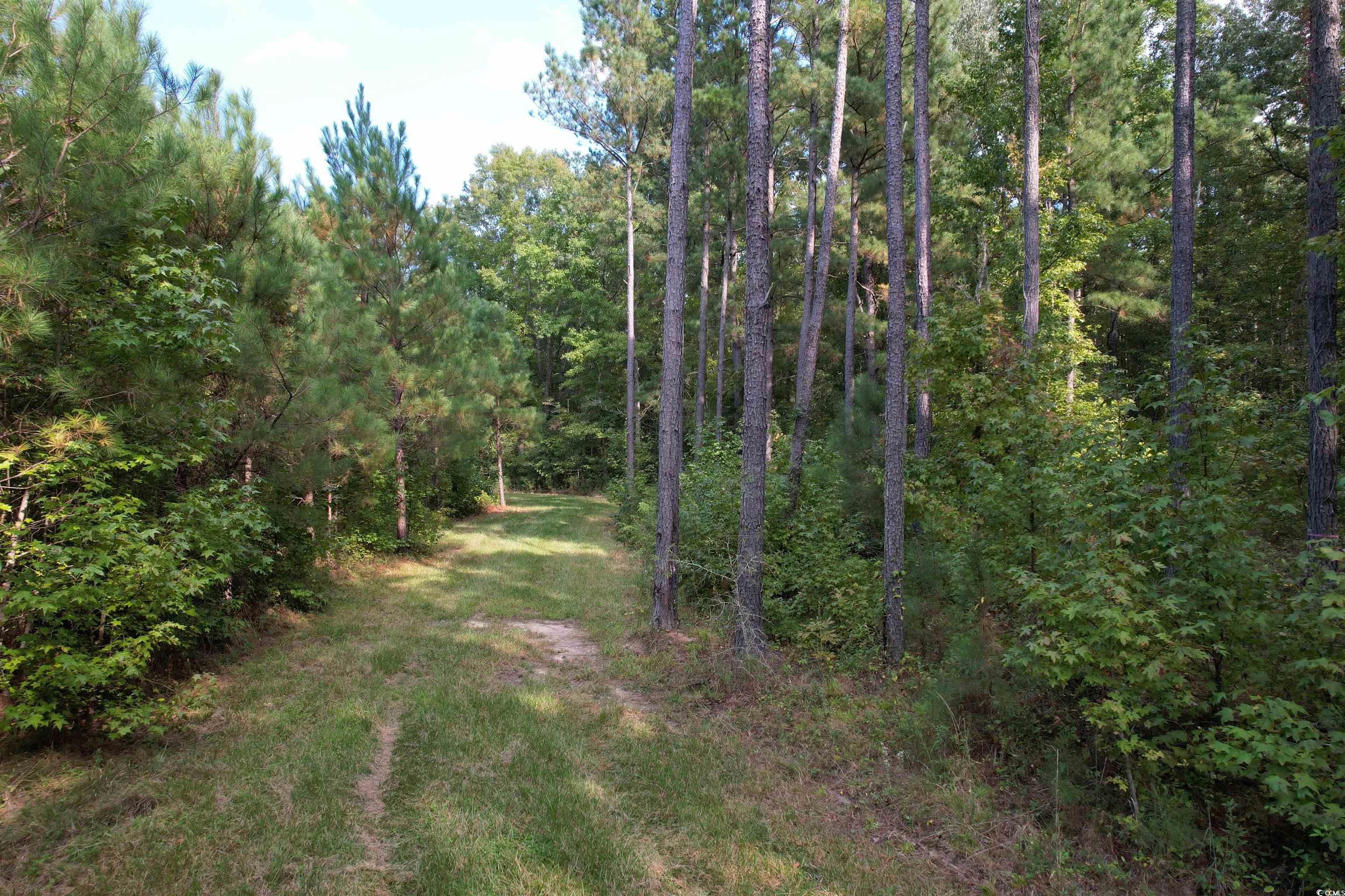 Tbd Coleman Road Greeleyville, SC 29056 - Photo 13 of 35 Gallery Image 13
