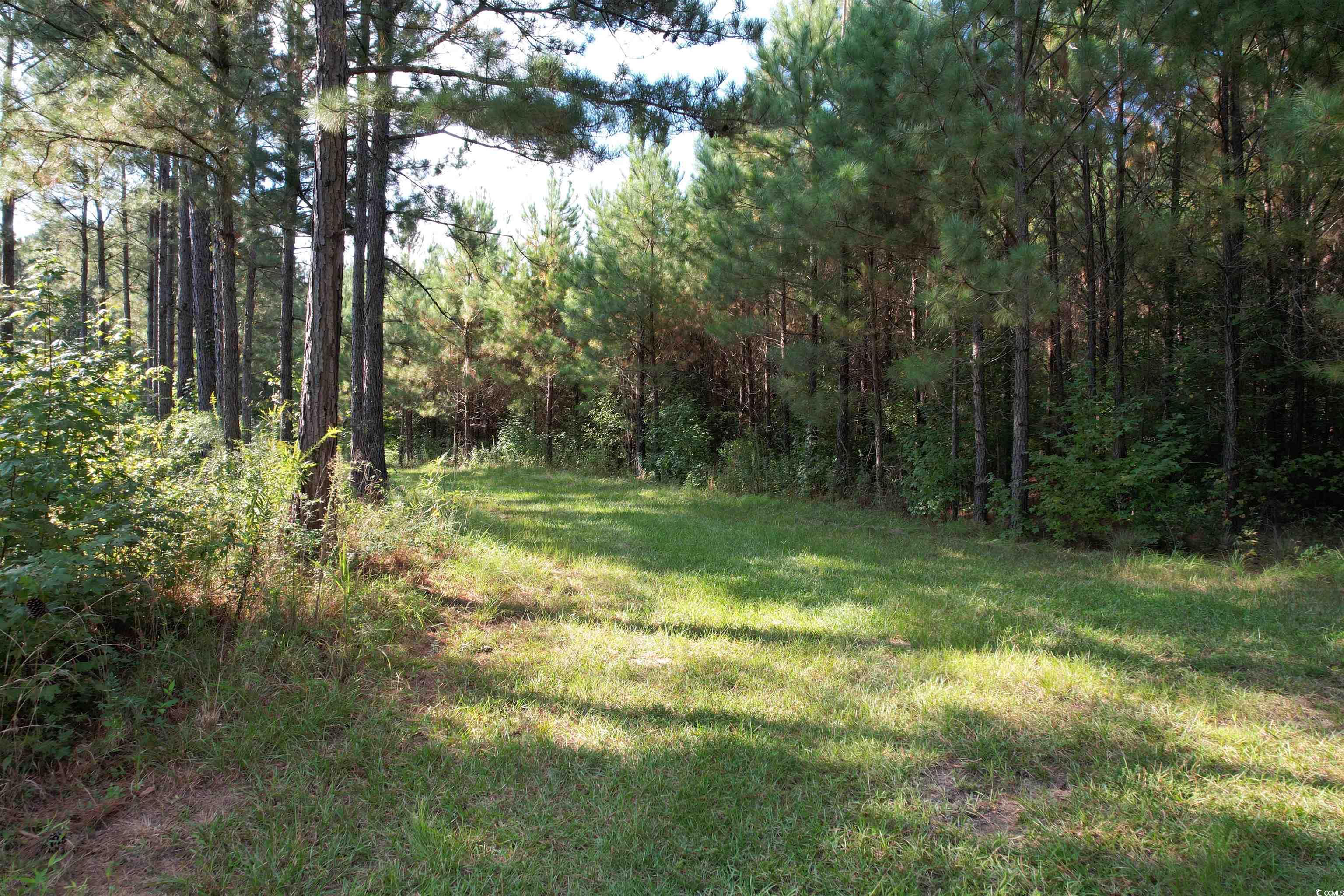 Tbd Coleman Road Greeleyville, SC 29056 - Photo 14 of 35 Gallery Image 14