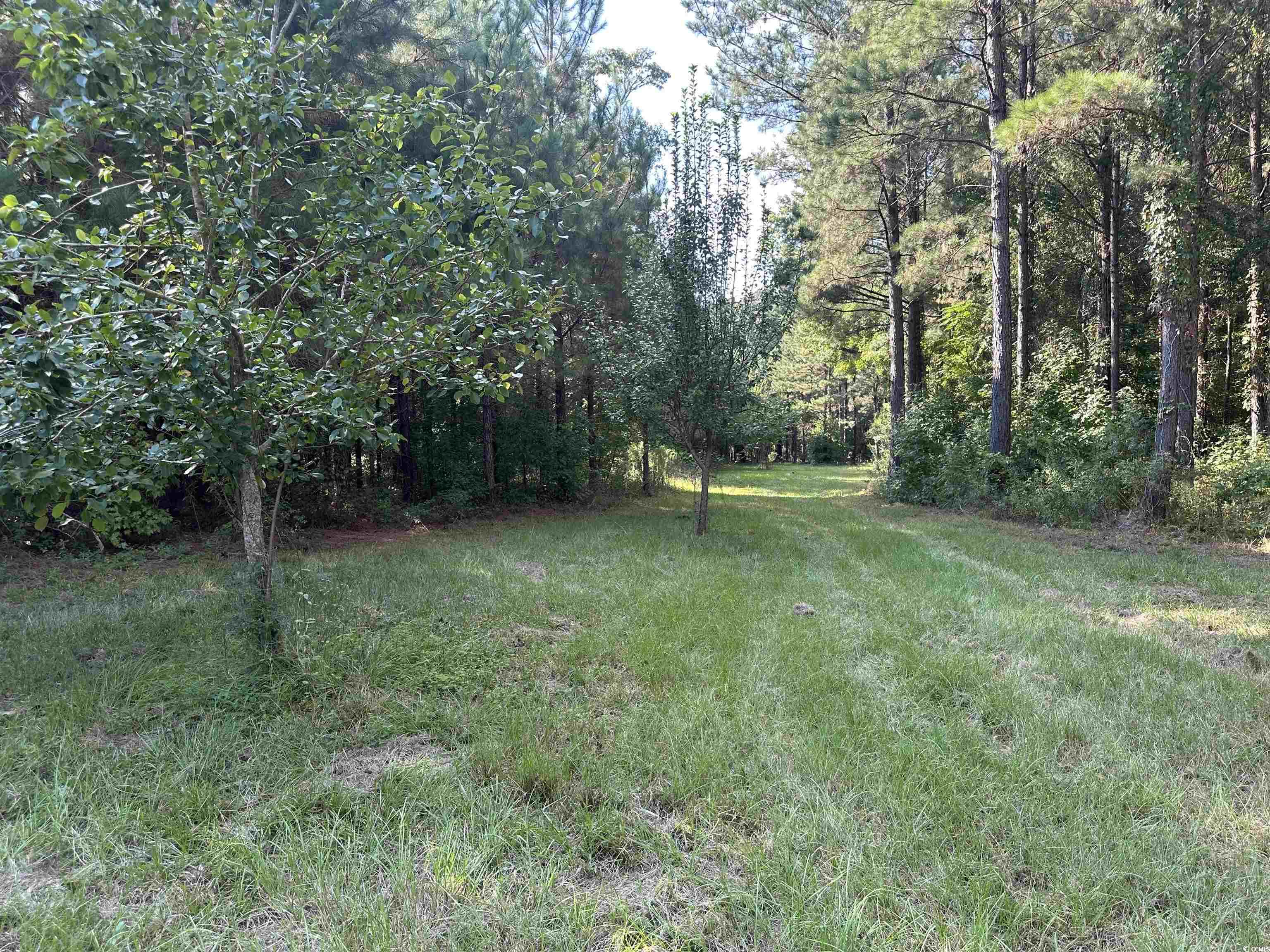 Tbd Coleman Road Greeleyville, SC 29056 - Photo 15 of 35 Gallery Image 15