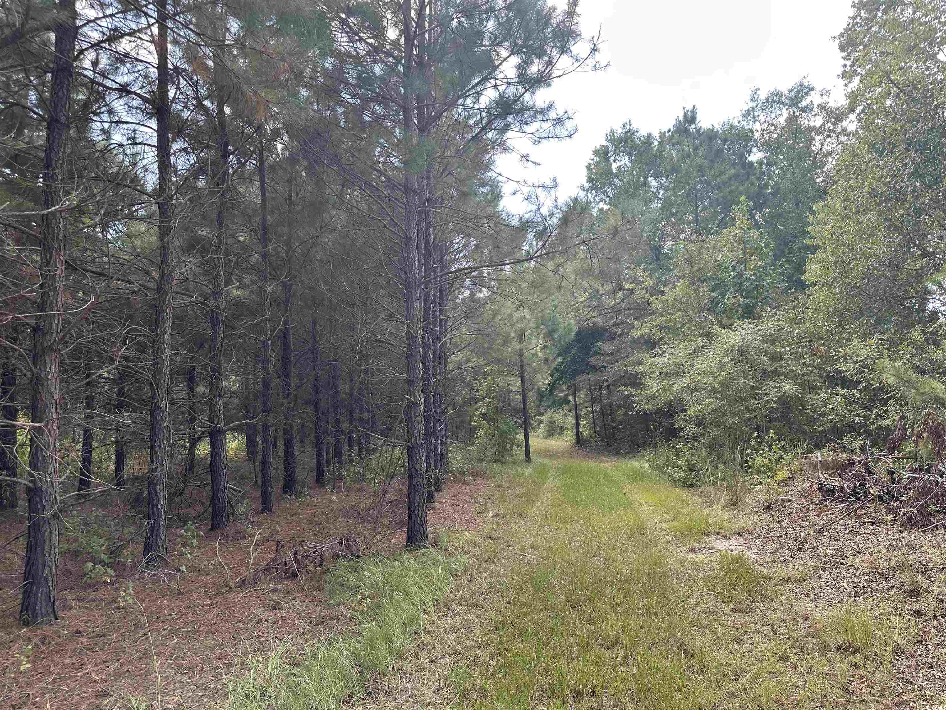 Tbd Coleman Road Greeleyville, SC 29056 - Photo 17 of 35 Gallery Image 17