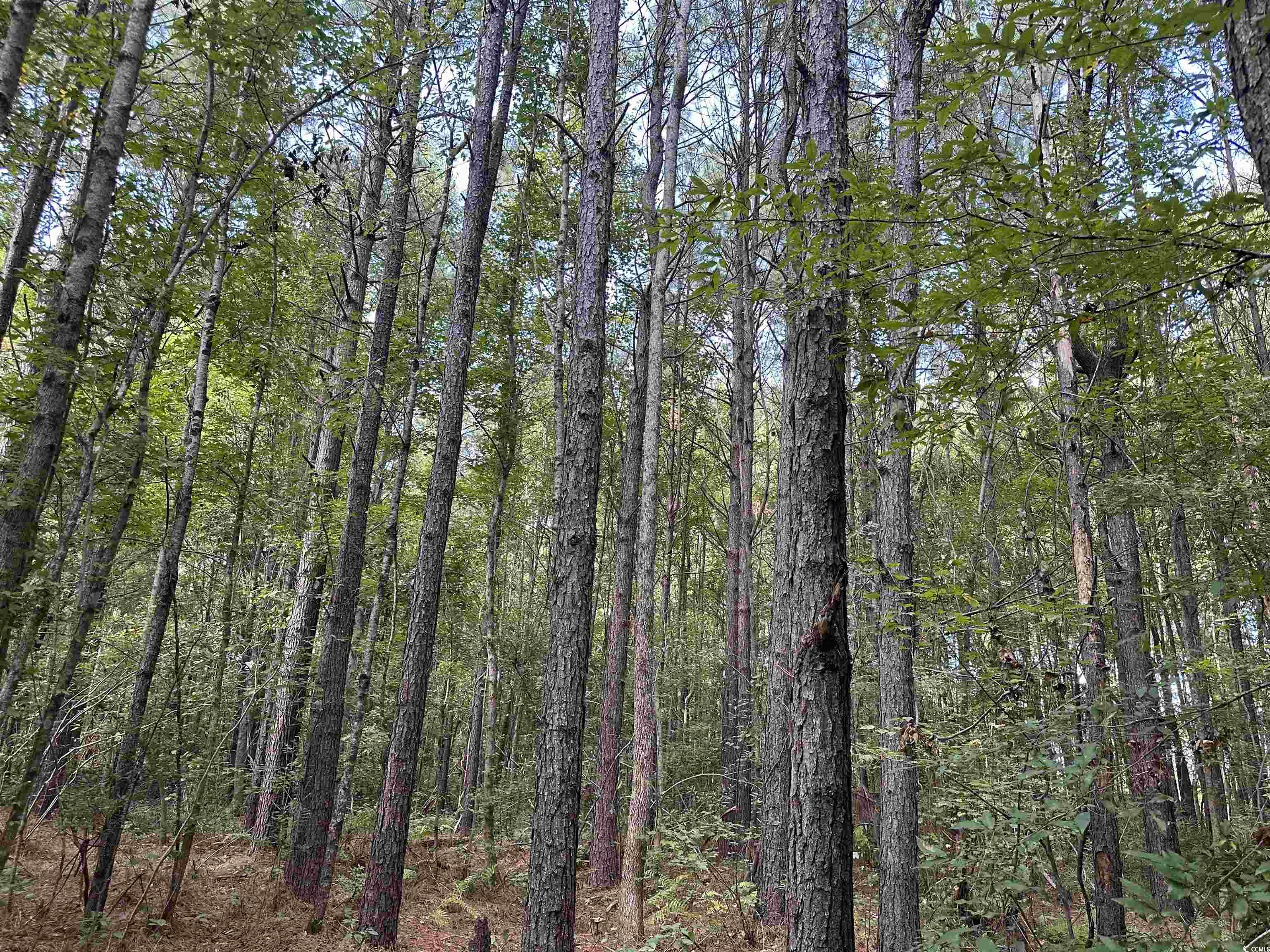 Tbd Coleman Road Greeleyville, SC 29056 - Photo 22 of 35 Gallery Image 22