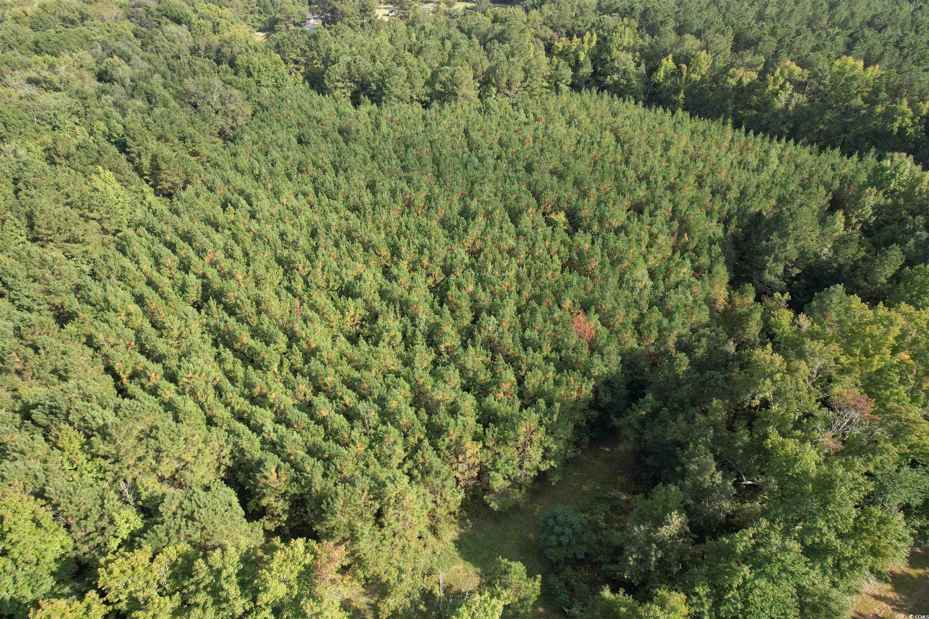 Tbd Coleman Road Greeleyville, SC 29056 - Photo 23 of 35 Gallery Image 23