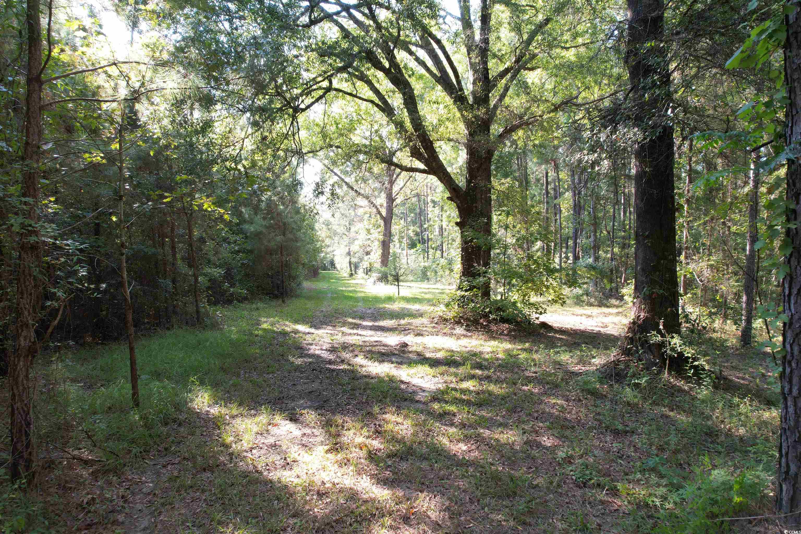Tbd Coleman Road Greeleyville, SC 29056 - Photo 5 of 35 Gallery Image 5