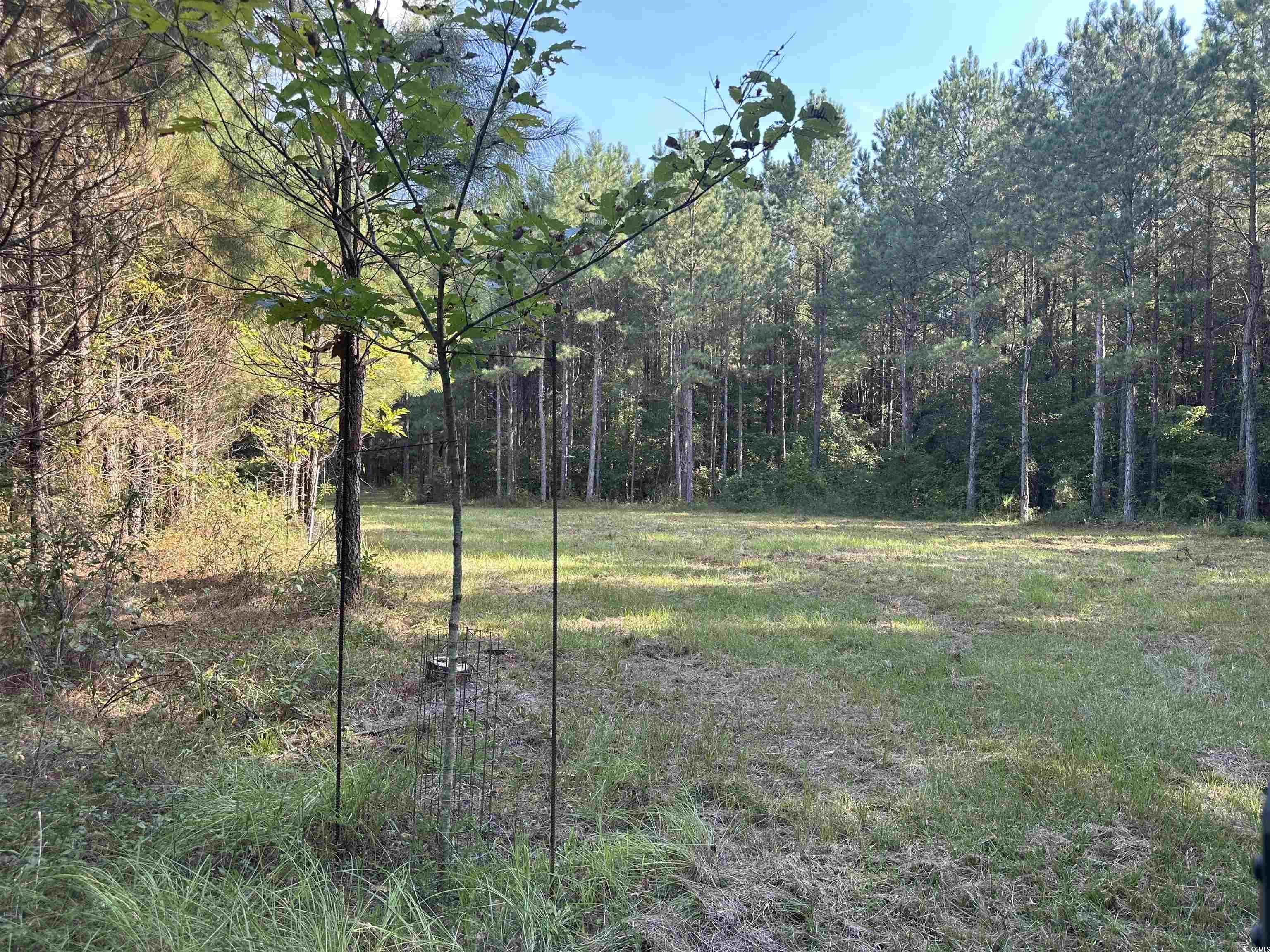 Tbd Coleman Road Greeleyville, SC 29056 - Photo 6 of 35 Gallery Image 6