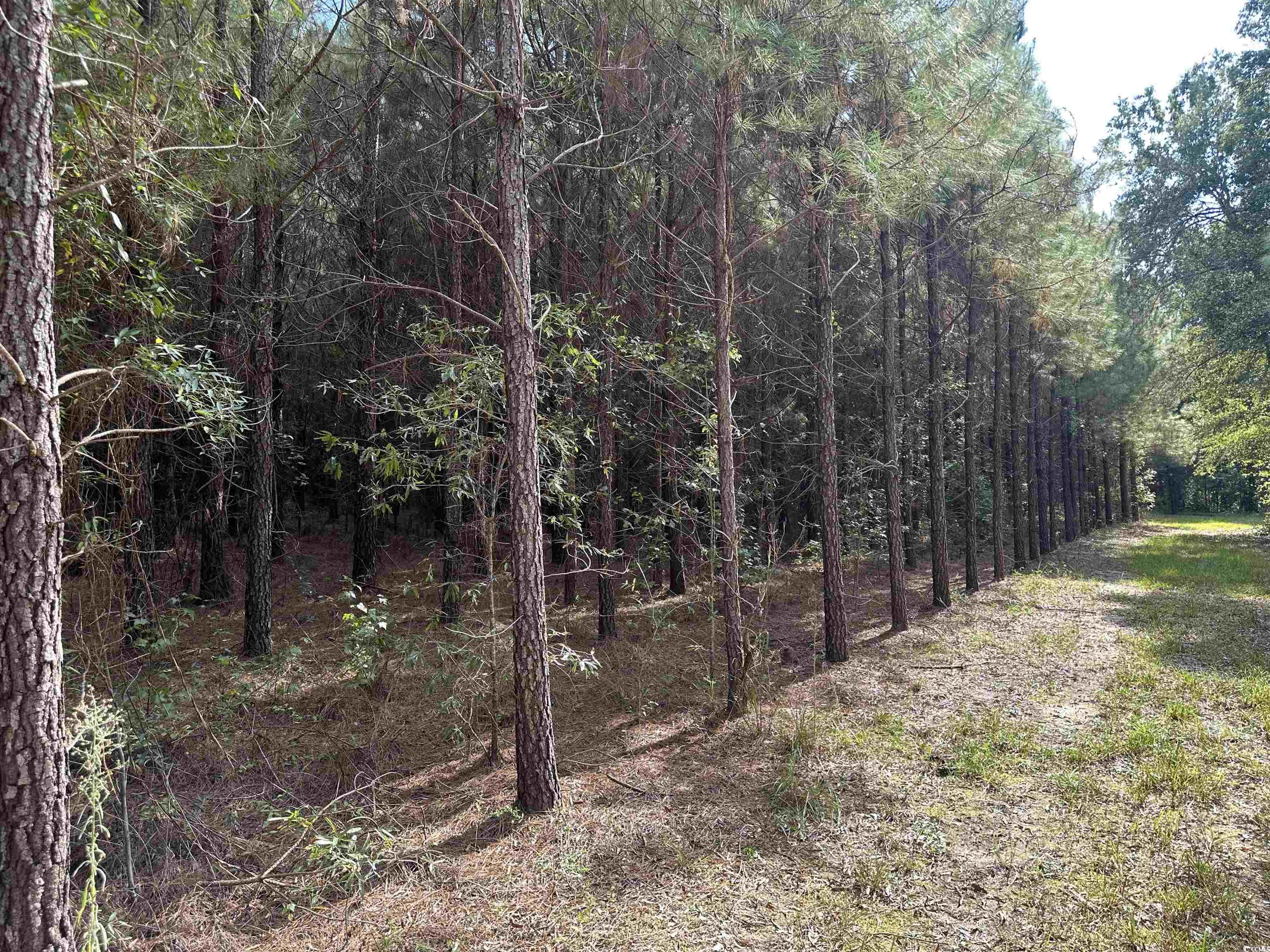 Tbd Coleman Road Greeleyville, SC 29056 - Photo 7 of 35 Gallery Image 7