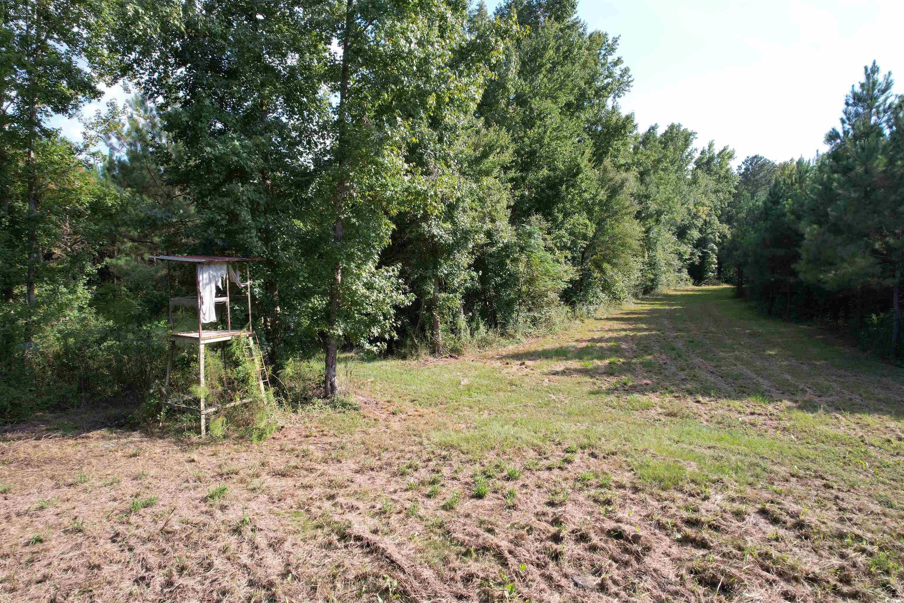 Tbd Coleman Road Greeleyville, SC 29056 - Photo 9 of 35 Gallery Image 9
